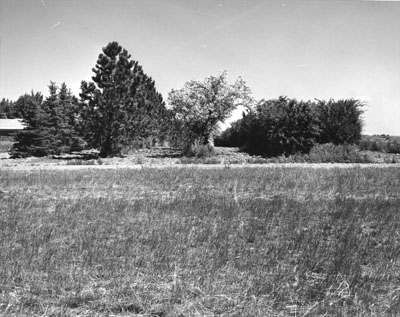 Windbreak at the Moccasin experimental station.
