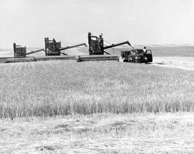 Three combines harvesting grain at the Moccasin experiment station.