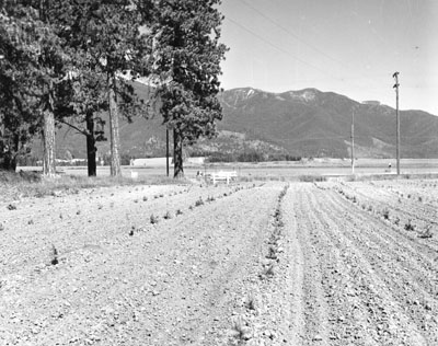 Evergreen seedlings at Branch Station, N.W. Branch Creston