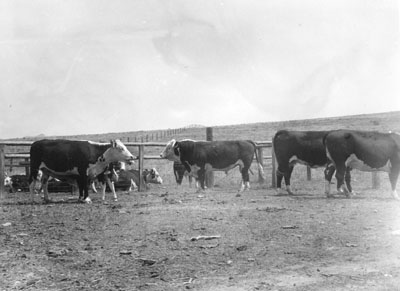 Cattle at the Miles City Range
