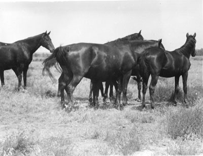 Black horses at Miles City Range, 1938