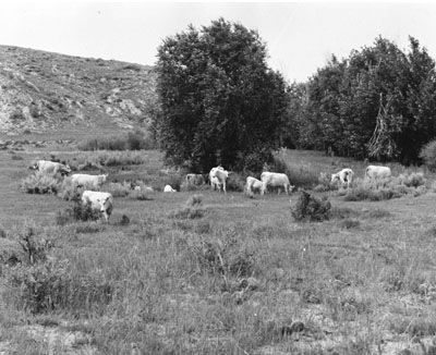 Cattle at the U.S. Range Livestock Branch, Miles City,1950