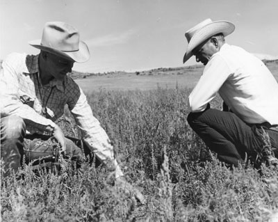 Jim Drummond gives a field demonstration at Red Bluff experimental station