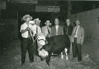 Grand Champion 4-H Beef in 4-H and Open Classes, North Montana State Fair, 1942