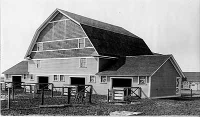 Steer Feeding Barn, 1911