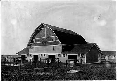 Steer Feeding Barn, 1911
