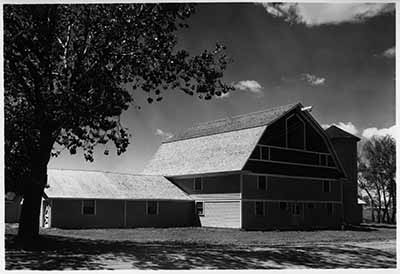 Steer Feeding Barn, ca. 1920s