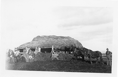 Straw Shed, 1903