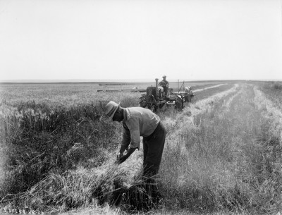 M.L. Wilson examining grain in the field