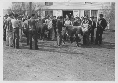 Group with cattle in front of the Horse Barn