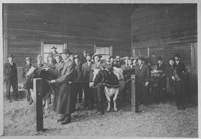 Stock judging, 1908
