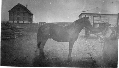 Horse at Montana Agricultural Experiment Station