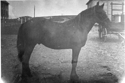 Horse at Montana Agricultural Experiment Station