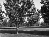 Hamilton Hall Behind Trees