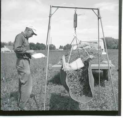 Man taking notes next to a scale with crop sample, Huntley Branch Experiment Station, 1955