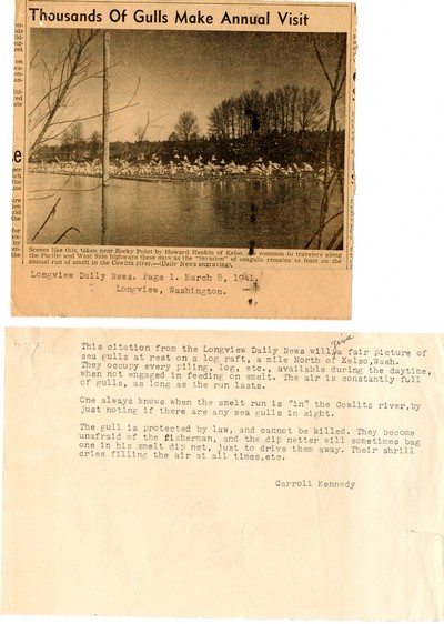 America Eats - Washington Field Materials and Correspondence - Thousands of Gulls Make Annual Visit