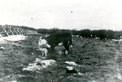 Hereford Cow with Her Adopted Lamb