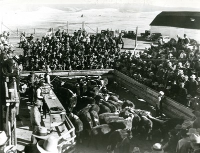 Cattle Auction - Big Hole, Montana