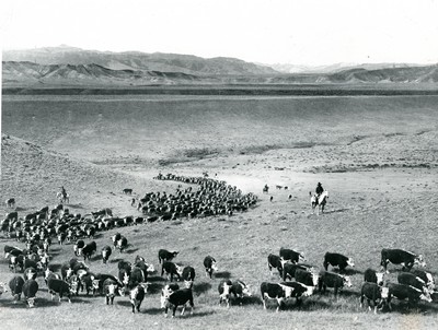 Cattle Drive Near Denver, Colorado During the 1930