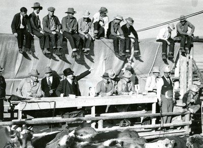 Outdoor Cattle Auction
