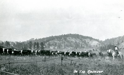 Cattle Roundup in Rosebud County, Montana