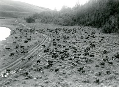 Cattle Herd Grazing Beside the Big Salmon Lake in Montana
