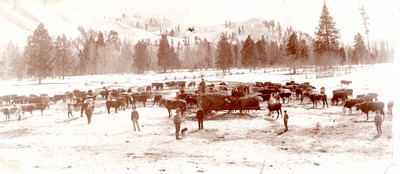 Cowboys Feeding Cattle During Winter in Beaverhead County, Montana