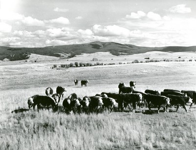 Yearling Steers on a Cut-over Meadow in the Big Hole Basin, Montana