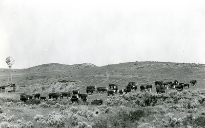 Cows and Calves Grazing in Custer County, Montana