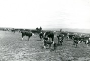 Rounding Up Cow-Calf Herd in Montana