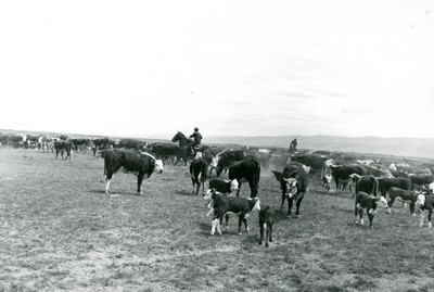 Rounding Up Cow-Calf Herd in Montana