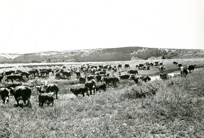 Cattle Grazing on the Range Near Baker, Montana