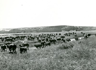 Cattle Herd on the Range Near Baker, Montana