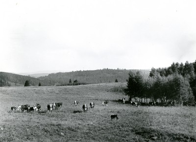 Cattle Grazing on Summer Range