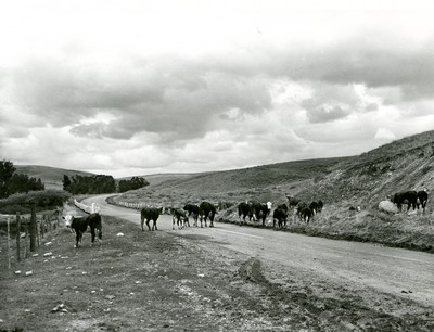 Cattle crossing highway, Madison county, Montana