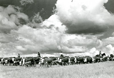 Herding Cattle