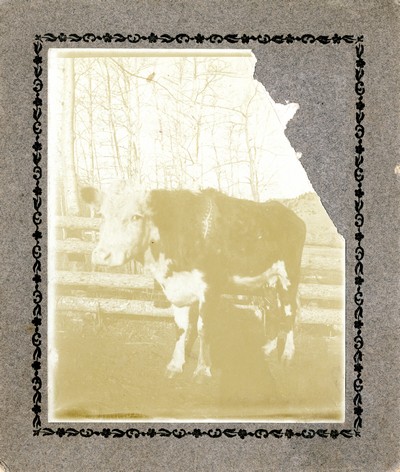 Photo of Prized Herford Cow - Sepia photograph