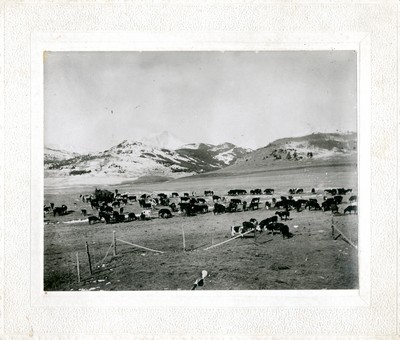 Feeding the cattle in winter.