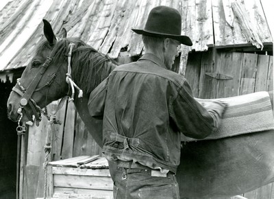 Saddling a Horse. Bozeman Montana July 1939