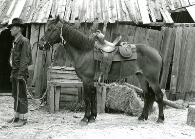 Walter Latta with saddled horse. Bozeman Montana July 1939
