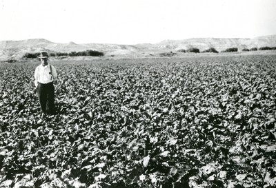 Beet Field