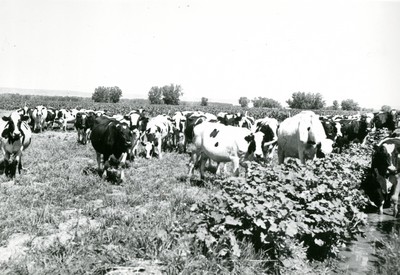 Dairy cattle