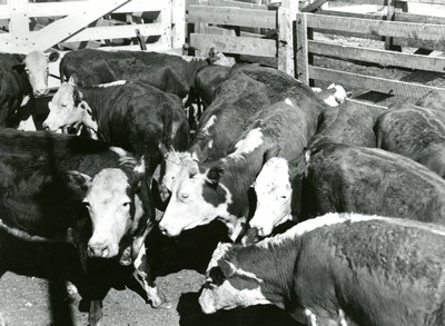 Drought cattle at the stockyards