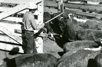 Drought Cattle being inspected
