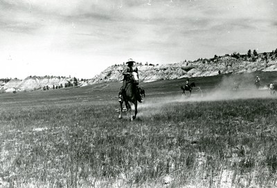 Bulldogging, Rodeo, Miles City, Montana