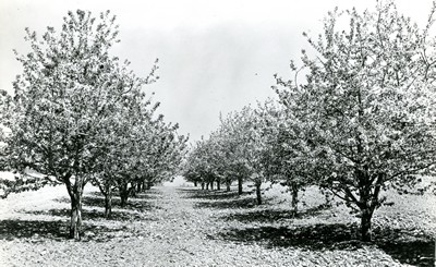Montana Cherry Orchard in Bloom
