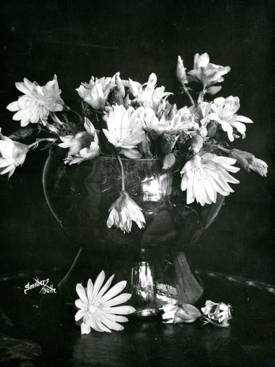 Bitterroot - State Flower