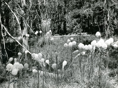 Beargrass