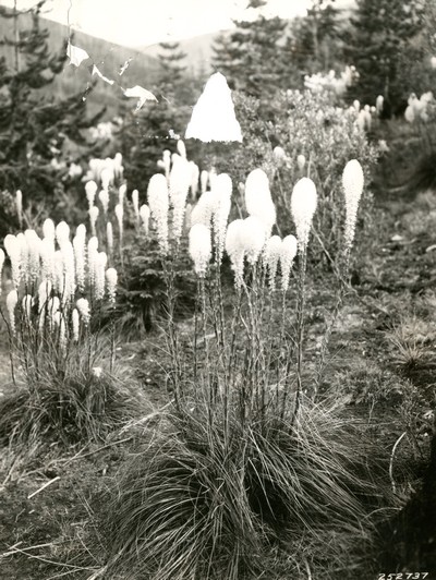Beargrass in bloom in Montana National Forest