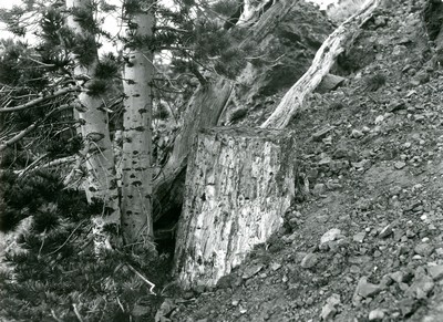 Petrified tree - stump